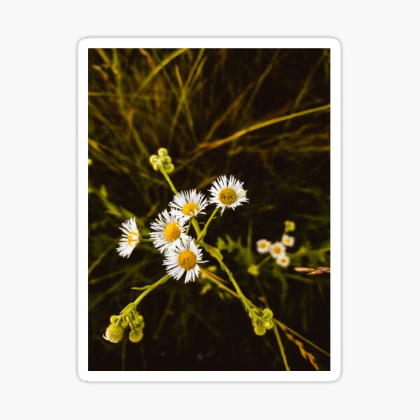 Item preview, Flowers in the park designed and sold by PixbyOlga.