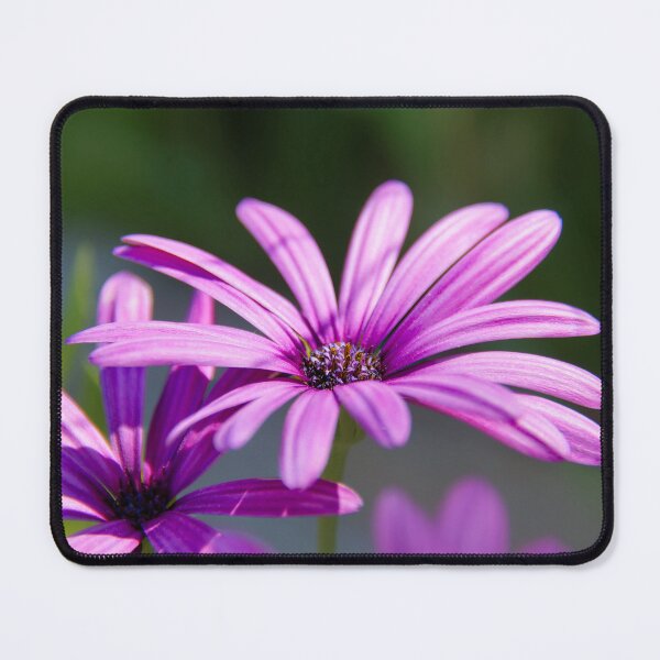 Item preview, Bornholm daisy – colorful beauty from the south designed and sold by beatbieri.ch.
