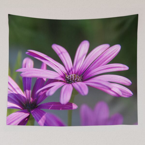 Item preview, Bornholm daisy – colorful beauty from the south designed and sold by beatbieri.ch.