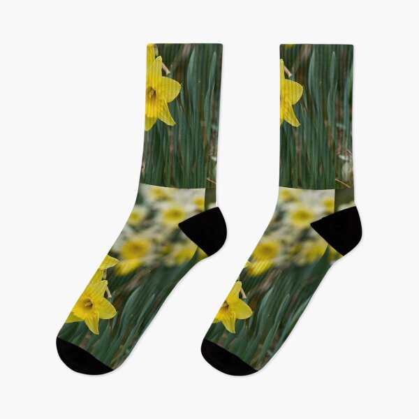 Item preview, Yellow and whte Daffodils designed and sold by Jouko Lehto Photography.
