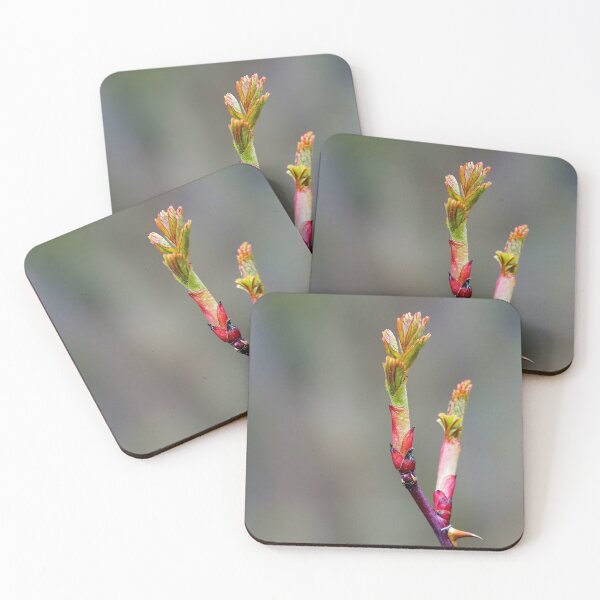 Item preview, Blooming Thorns – Beauty with Barbs designed and sold by beatbieri.ch.