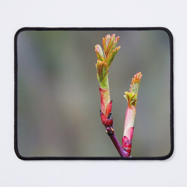 Item preview, Blooming Thorns – Beauty with Barbs designed and sold by beatbieri.ch.