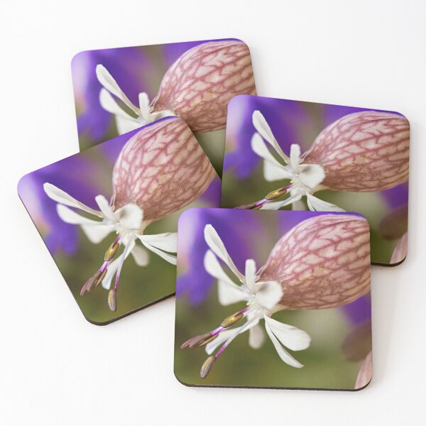 Item preview, Pigeon's Foot Catchfly – Delicate wildflower with an unusual shape designed and sold by beatbieri.ch.