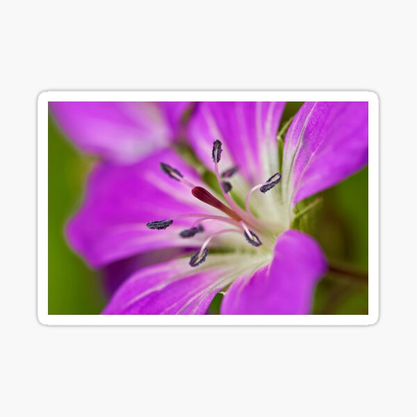 Item preview, Cranesbill – delicate wildflower with natural charm designed and sold by beatbieri.ch.