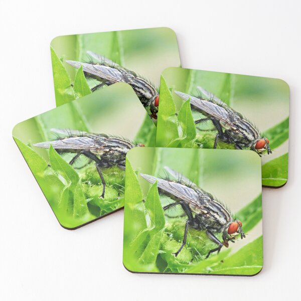 Item preview, Fly – Fascinating details of a small insect designed and sold by beatbieri.ch.