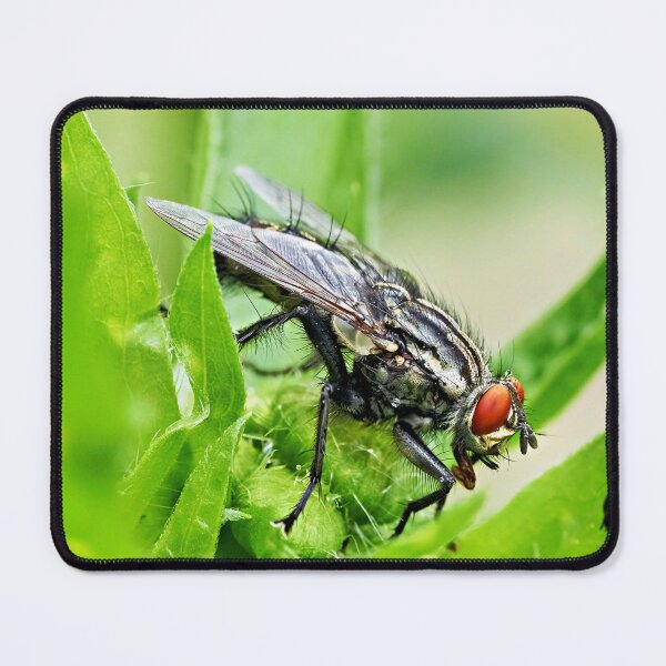 Item preview, Fly – Fascinating details of a small insect designed and sold by beatbieri.ch.