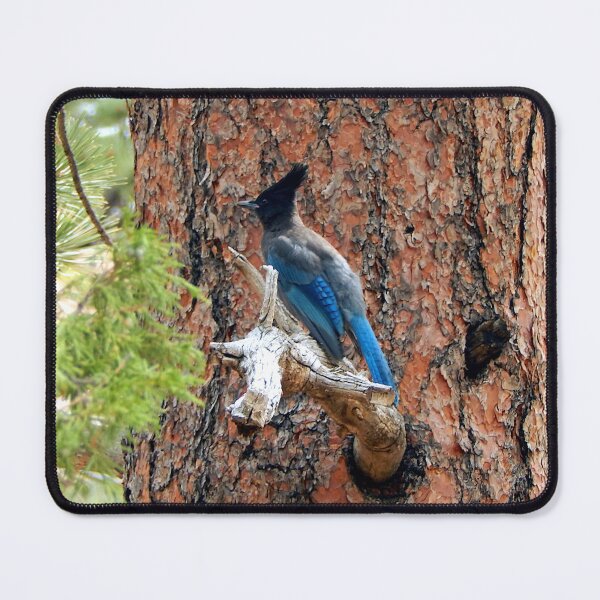 Item preview, Steller's Jay on Pine Tree designed and sold by gistinker.