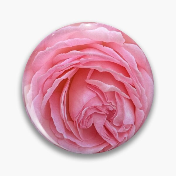 Item preview, Fully Bloomed Pink Rose – Botanical Garden Sticker designed and sold by RhyAndBlues.