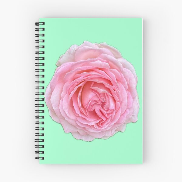Item preview, Fully Bloomed Pink Rose – Botanical Garden Sticker designed and sold by RhyAndBlues.