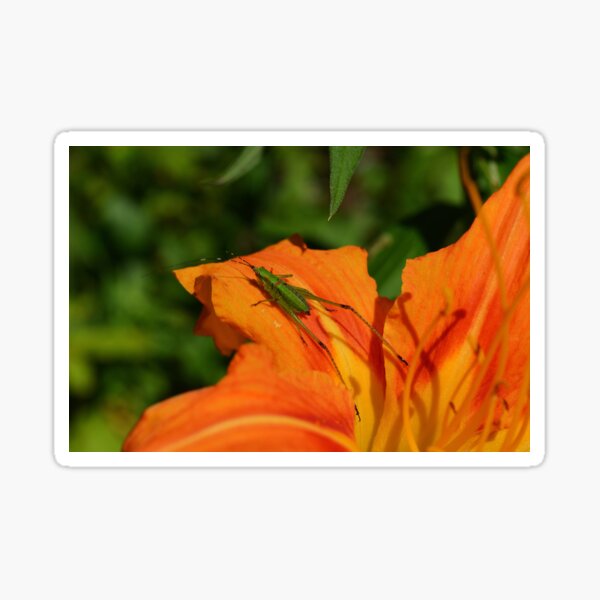 Item preview, Baby Grasshopper in an Orange Hibiscus Flower designed and sold by Makaylacooper23.