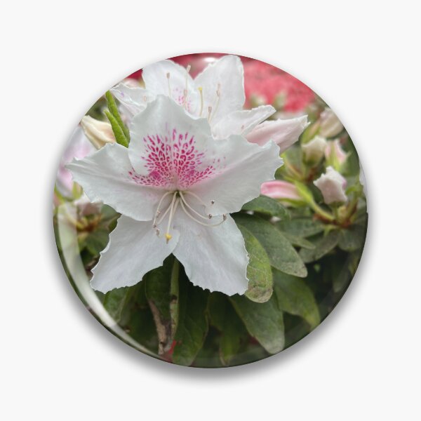 Artikelvorschau, Weiße Azalee mit rosa Flecken entworfen und verkauft von VoxFabuli.