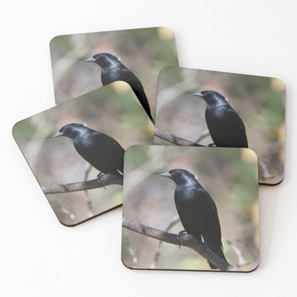 Item preview, Tawny-shouldered Blackbird designed and sold by EnglandEcology.