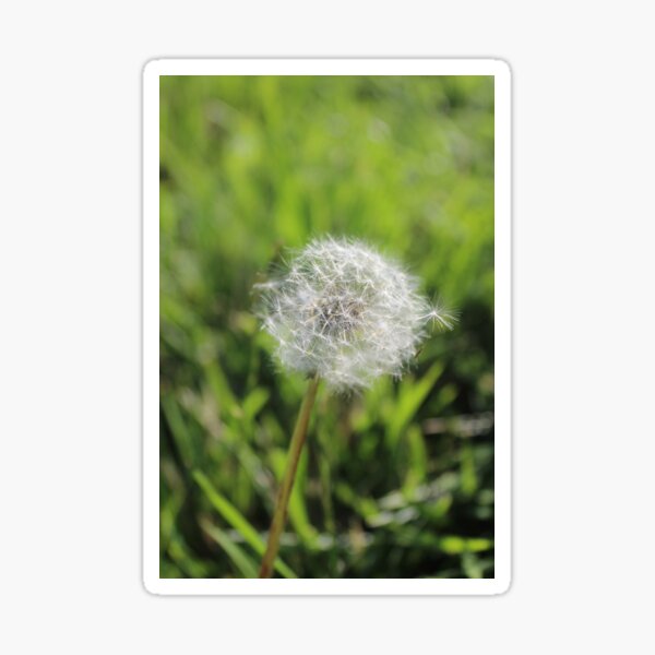 Item preview, Dandelion Fuzz designed and sold by yehudagoldman.