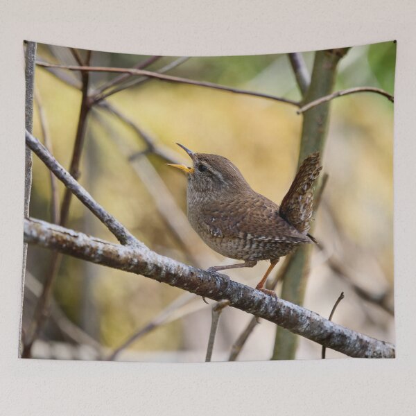 Item preview, Tail up songs.  Eurasian wren designed and sold by Jouko Lehto Photography.