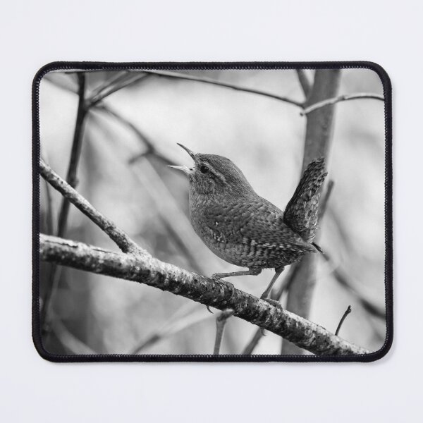 Item preview, Tail up songs. Eurasian wren bw designed and sold by Jouko Lehto Photography.
