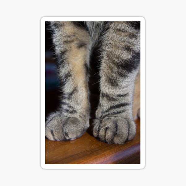 Tabby Pawsome Sticker