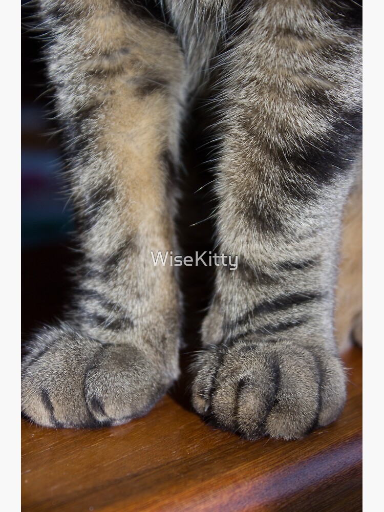 "Tabby Cat Paws " Poster for Sale by WiseKitty Redbubble