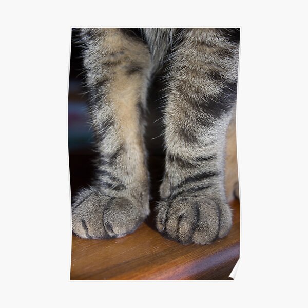 Tabby Pawsome Poster