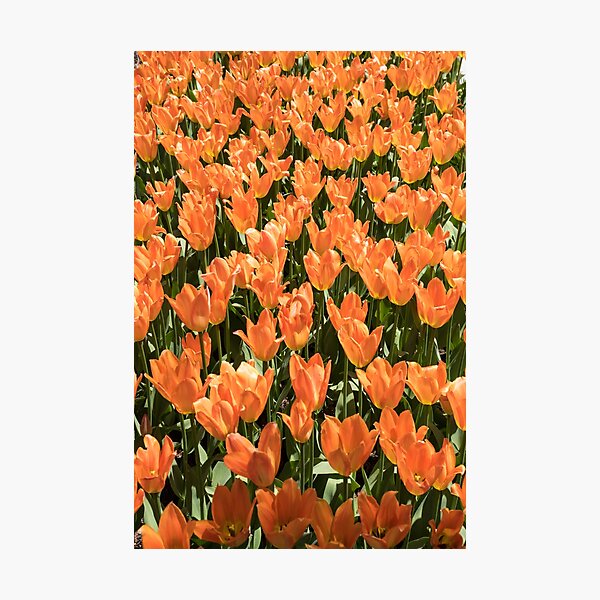Item preview, Sunshiny Tangerine Coloured Tulips Abloom designed and sold by Georgia Mizuleva.