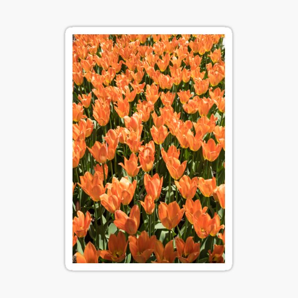 Item preview, Sunshiny Tangerine Coloured Tulips Abloom designed and sold by Georgia Mizuleva.
