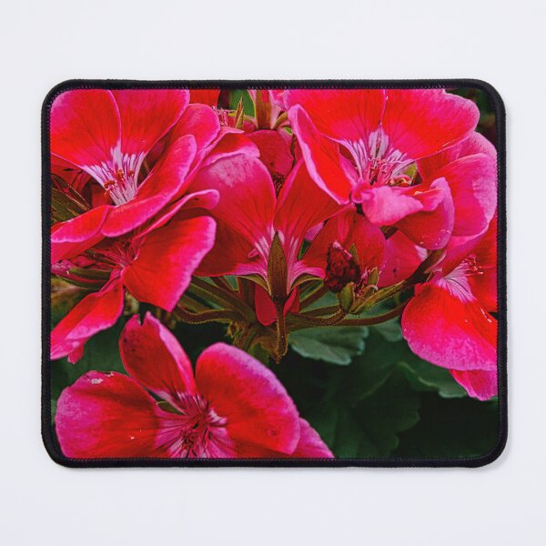 Item preview, A splash of red designed and sold by Kerry LeBoutillier.