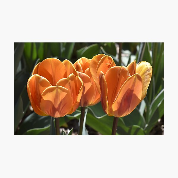 Item preview, Backlit Orange Tulips designed and sold by Kathleen Brant.