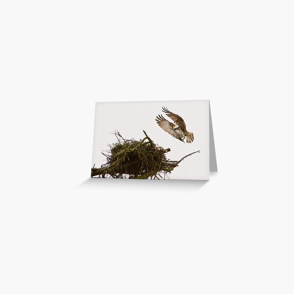 Osprey Returning Greeting Card