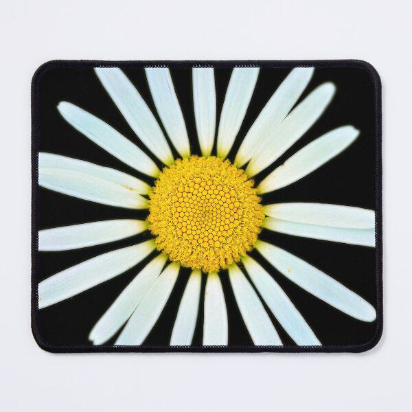 Item preview, Isolated meadow daisy – simple floral beauty in focus designed and sold by beatbieri.ch.