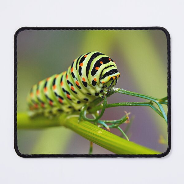 Item preview, Caterpillar – The silent transformative power of nature designed and sold by beatbieri.ch.