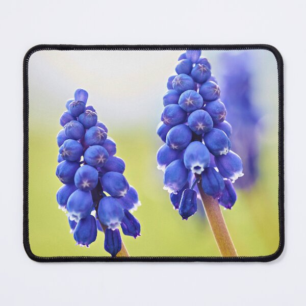 Item preview, Small grape hyacinth – delicate spring messenger in blue designed and sold by beatbieri.ch.