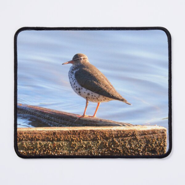 Item preview, Spotted sandpiper designed and sold by Parks and X.