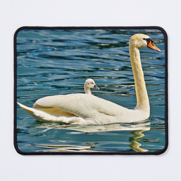 Item preview, Swan with chicks on its back – loving animal mother in action designed and sold by beatbieri.ch.