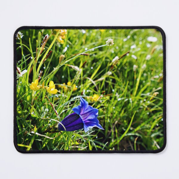Item preview, Alpine Gentian – Deep blue jewel of the mountains designed and sold by beatbieri.ch.