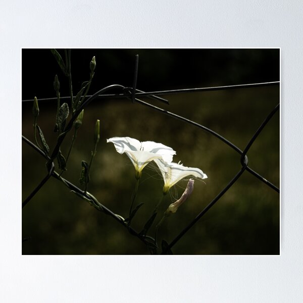 Item preview, Life in the wires designed and sold by Betweenphoto.