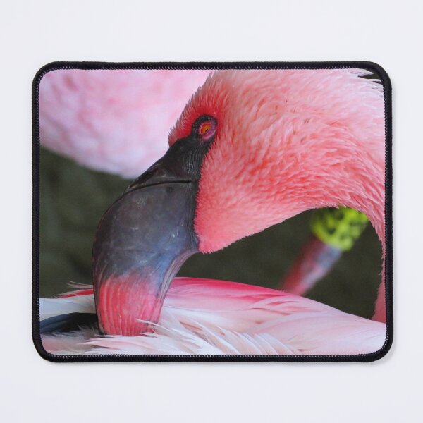 Item preview, Flamingo Closeup designed and sold by ShutterbugBttns.