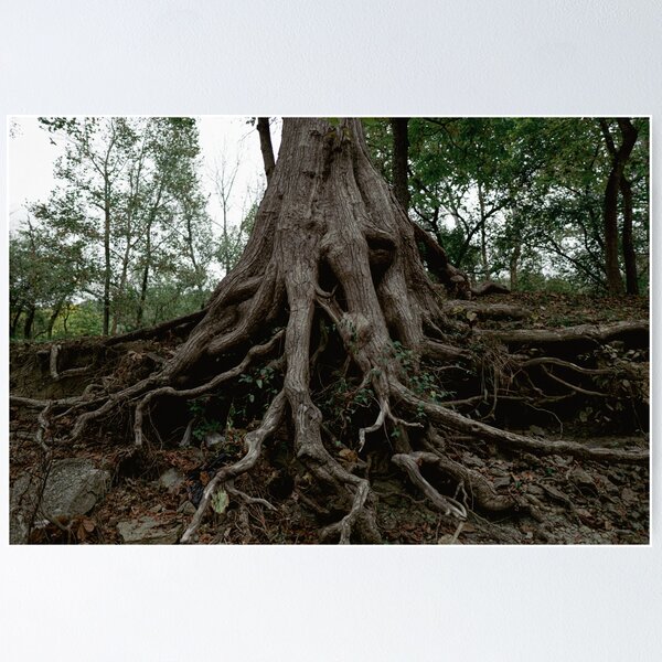 Item preview, Ancient Tree Roots Clinging to Eroded Hillside designed and sold by MichaelPictures.
