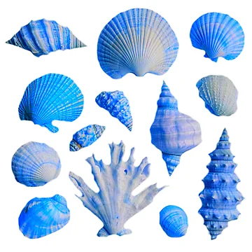 Artwork thumbnail, Shells by REDART69