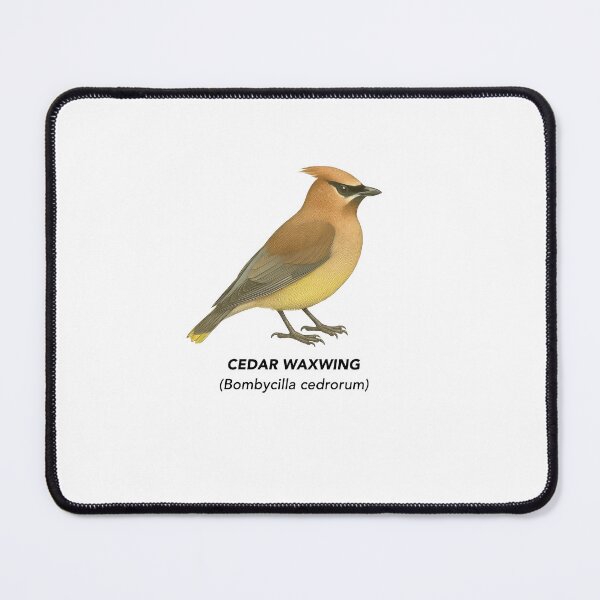 Item preview, Cedar Waxwing – Limited California Birds Collection designed and sold by CaliforniaVibe.