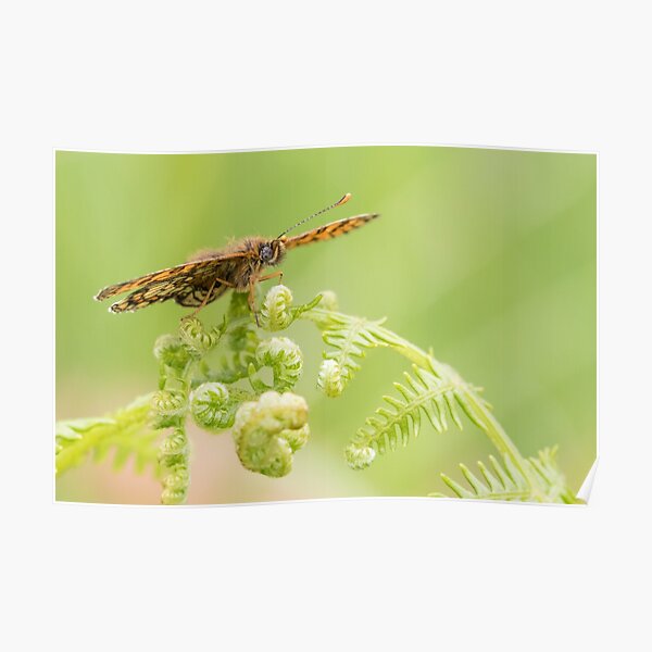 Heath Fritillary Poster