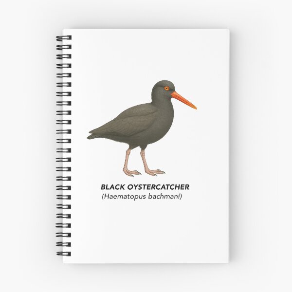Item preview, Black Oystercatcher - Limited California Birds Collection designed and sold by CaliforniaVibe.