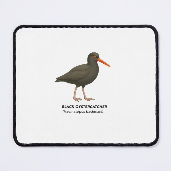 Item preview, Black Oystercatcher - Limited California Birds Collection designed and sold by CaliforniaVibe.