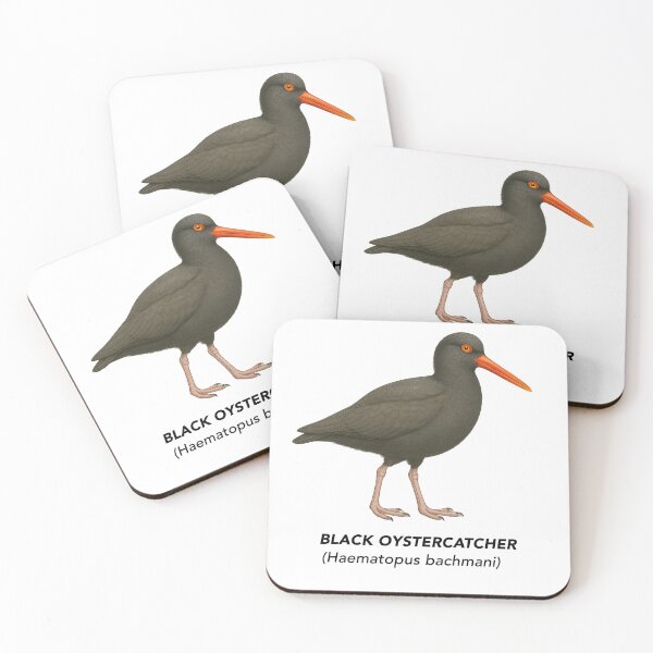Item preview, Black Oystercatcher - Limited California Birds Collection designed and sold by CaliforniaVibe.