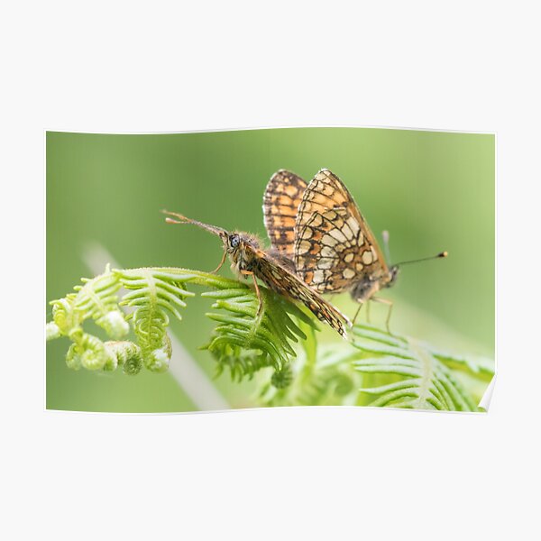 Heath Fritillary Poster