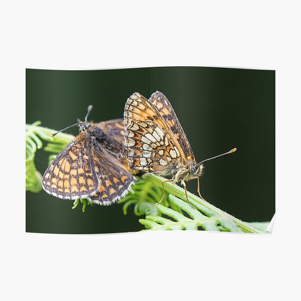 Heath Fritillary Poster