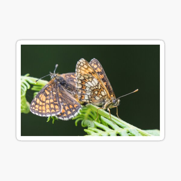 Heath Fritillary Sticker