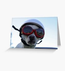 Chihuahua and the Bike Safety Message Greeting Card
