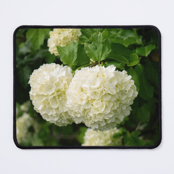 Item preview, White Flower Clusters in Spring designed and sold by MichaelPictures.