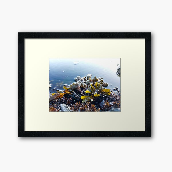 Item preview, Low Tide designed and sold by WilfuerM.