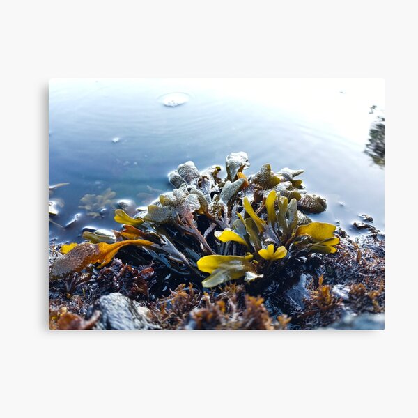 Item preview, Low Tide designed and sold by WilfuerM.
