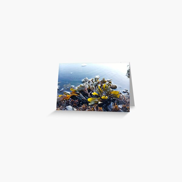 Item preview, Low Tide designed and sold by WilfuerM.